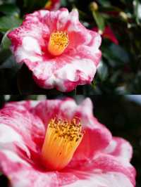 【愛知×吉良】「家康公鎧掛けの松」が伝わる寺院 春はお花がいっぱい！
