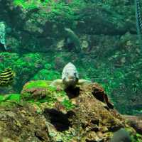 Osaka Aquarium Kaiyukan (海遊館) – One of the World’s Best Aquariums