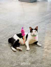 งานนืทรรศการสำหรับคนรักแมว
