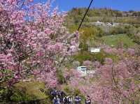 拉拉山櫻木花道/二馬山莊櫻花美景