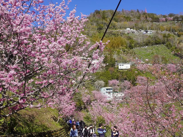 拉拉山櫻木花道/二馬山莊櫻花美景