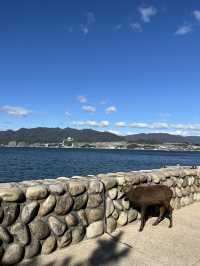 日本三景之一：嚴島神社