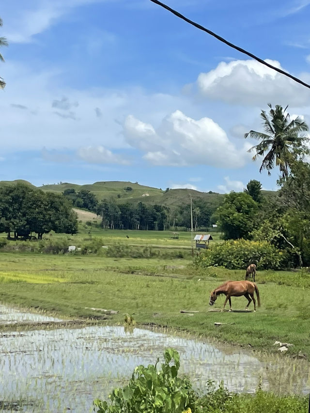 A Road Trip Through Waingapu – Where Horses Rule the Road 🐎🚗 