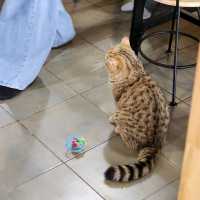 cat cafe in lamphun