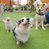 ที่เช็คอินเมืองกาญฯ 🐶 Aura Cafe and The Gang 
