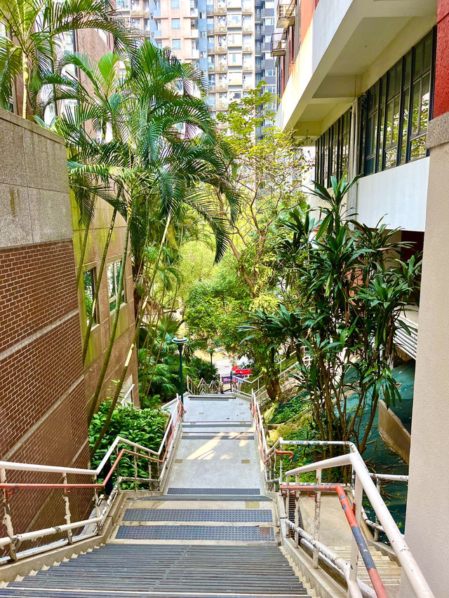 🇭🇰홍콩의 숨겨진 명소 - 시잉판 시장🏪🌇