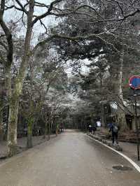 Nara: Japan’s Ancient Capital of Temples, Deer, and Timeless Beauty