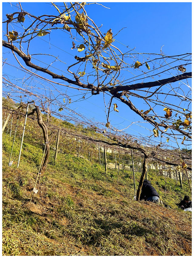 【栃木/足利】年に1度の収穫祭が楽しすぎた‼︎＊COCO FARM & WINERY＊