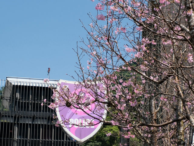 What would it be like if you visit Wulai in the spring?🌿