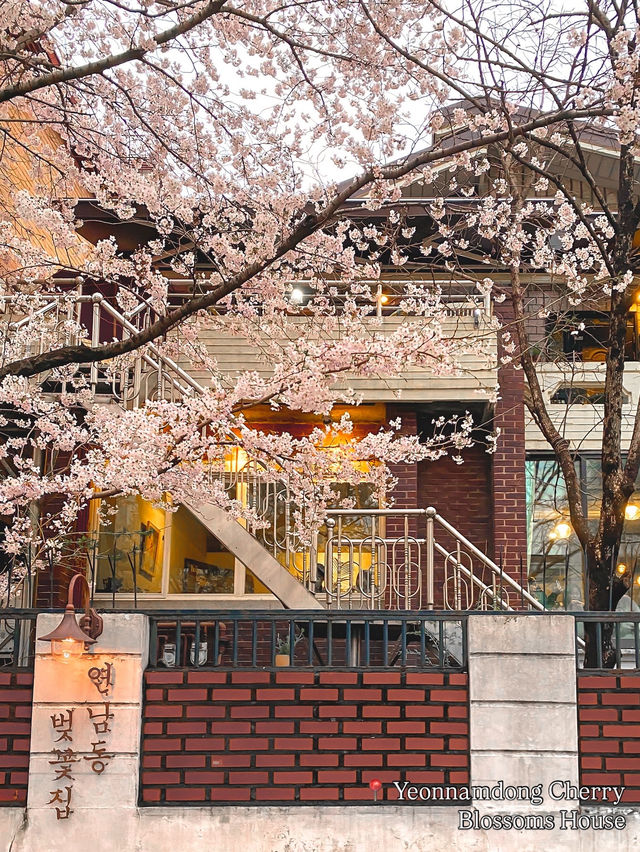Best Spring Cafés in Seoul🌸 ☕️