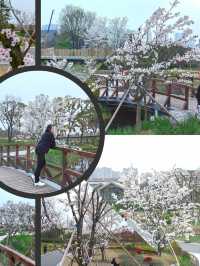 Shanghai Plum and Cherry Blossom Spots