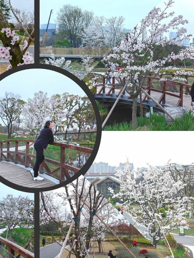 Shanghai Plum and Cherry Blossom Spots