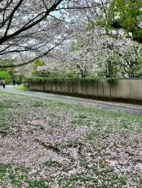 🇯🇵 大阪 | 大阪城公園的櫻吹雪 🌸