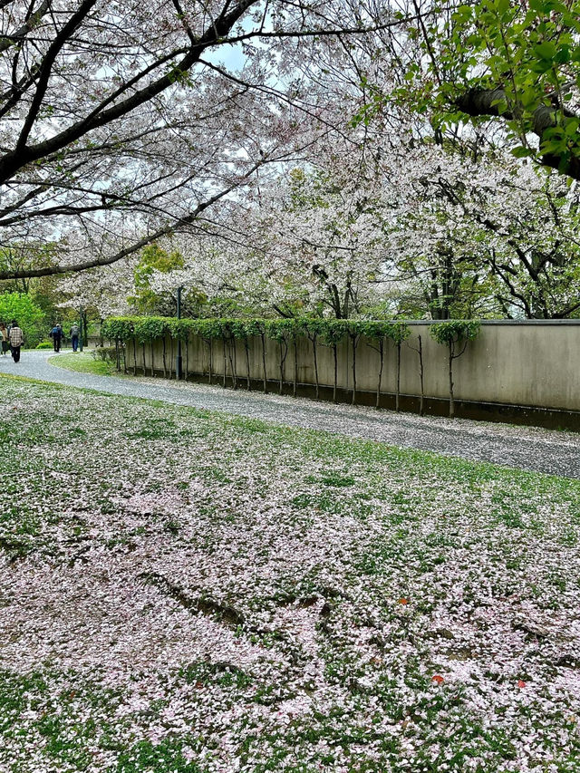 🇯🇵 大阪 | 大阪城公園的櫻吹雪 🌸