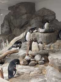 Osaka Aquarium – Underwater Wonderland! 