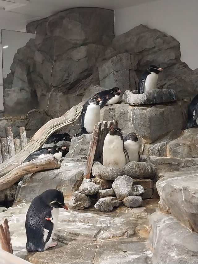 Osaka Aquarium – Underwater Wonderland! 