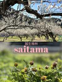 【埼玉×越生梅林】関東三大梅林のひとつ  幸せを招く福寿草も・・
