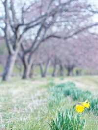 【埼玉×北浅羽桜堤公園】一足先に満開になる桜のスポット