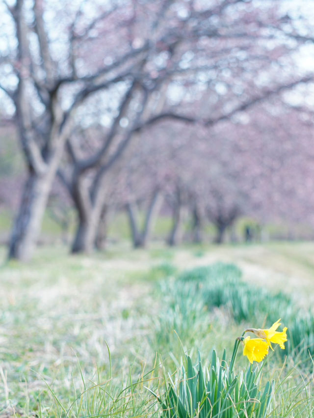 【埼玉×北浅羽桜堤公園】一足先に満開になる桜のスポット