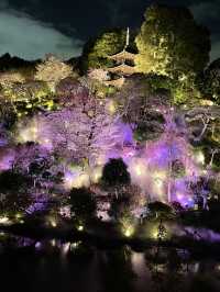 【東京×椿山荘】ライトアップで浮かび上がる夜桜雲海