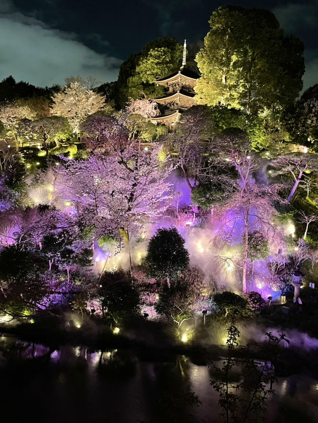 【東京×椿山荘】ライトアップで浮かび上がる夜桜雲海