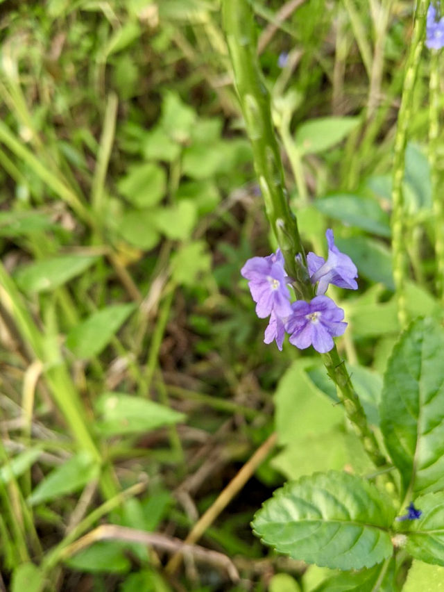 Spring into Action - Hiking at Bukit Kiara Park