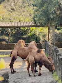 Taipei Zoo 🐒