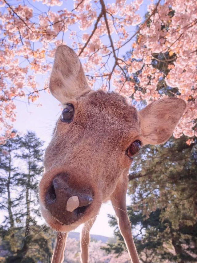 Chasing Sakura at Nara Deer Park