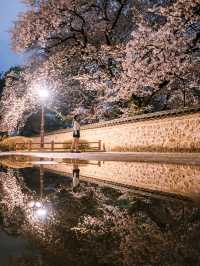 다음주 벚꽃으로 가득한 경주🌸벚꽃명소 모음🌸