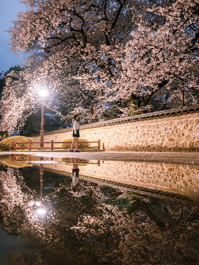 다음주 벚꽃으로 가득한 경주🌸벚꽃명소 모음🌸