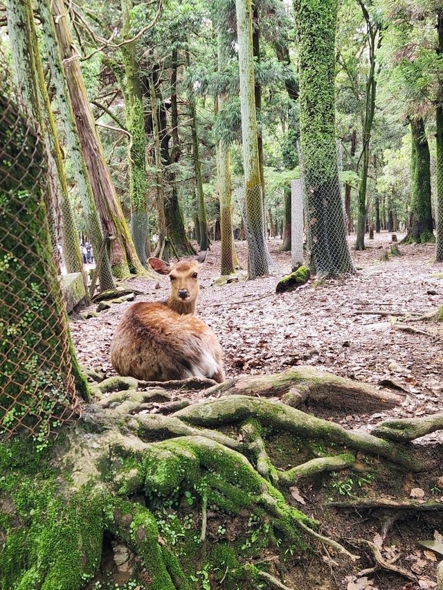 🇯🇵 NARA day trip, and yes, NARA 🦌 bow! 