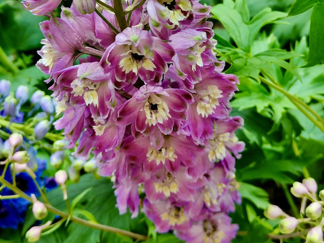 賞花及花伴野餐初體驗在大安森林公園