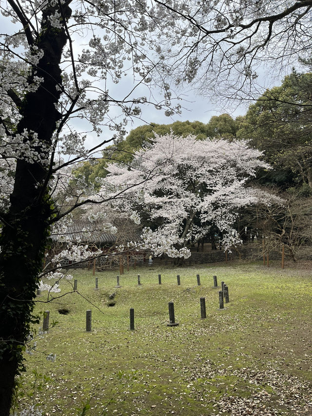 제주도 벚꽃 늦기전에 여기 가세요!