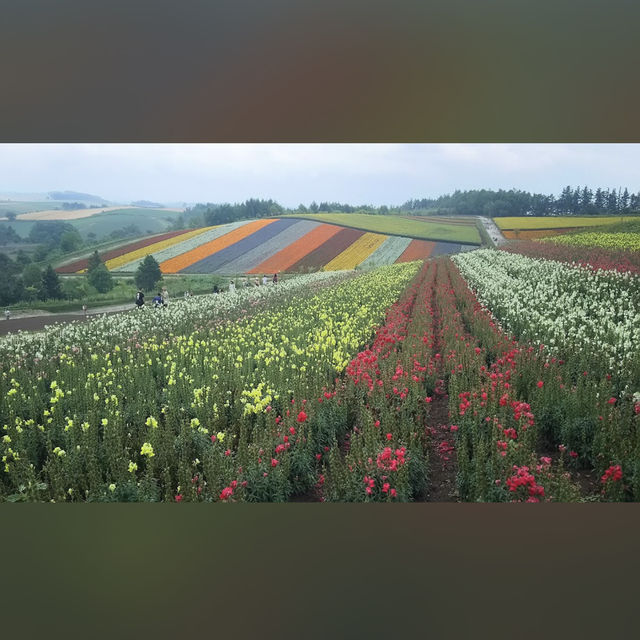 美瑛（Biei, 北海道）– 丘と空の芸術が広がるフォトジェニックな町