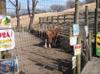 日本群馬自由行 伊香保綠色牧場