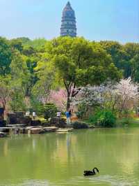 Cherry Blossoms at Tiger Hill- A Classical Chinese Sakura Experience