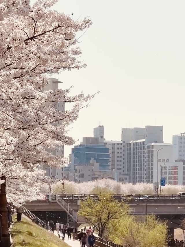 Spring's Floral Ribbon: Anyangcheon's Charming Blossom Walkway"