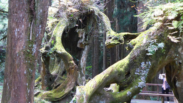 Peaceful Escapes in the Mountains of Alishan, Taiwan