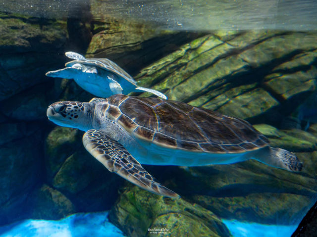 สวนสนุกโลกใต้ทะเล Shanghai Haichang Ocean Park
