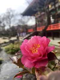 Spring at Kitano Tenmangū – A Plum Blossom Paradise