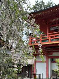 【石川×那谷寺】朱色の鮮やかな華王殿 両脇のしだれ桜が素晴らしい