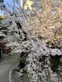 Full Bloom🌸 Cherry Blossoms at Nogi Park