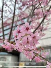 Pretty In Pink Outside Dream Plaza, Wuhan