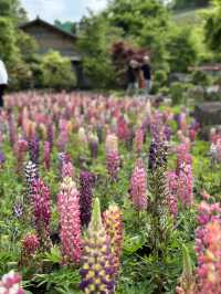 【栃木×鹿沼市花木センター】3万本のルピナスが斜面に・・