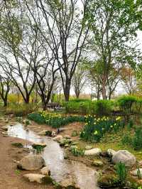 눈 내리던 4월의 서울숲 🌷 튤립 현황