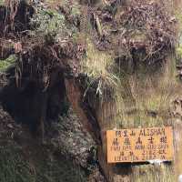 阿里山派出所步道 Alishan Police Station Trail 