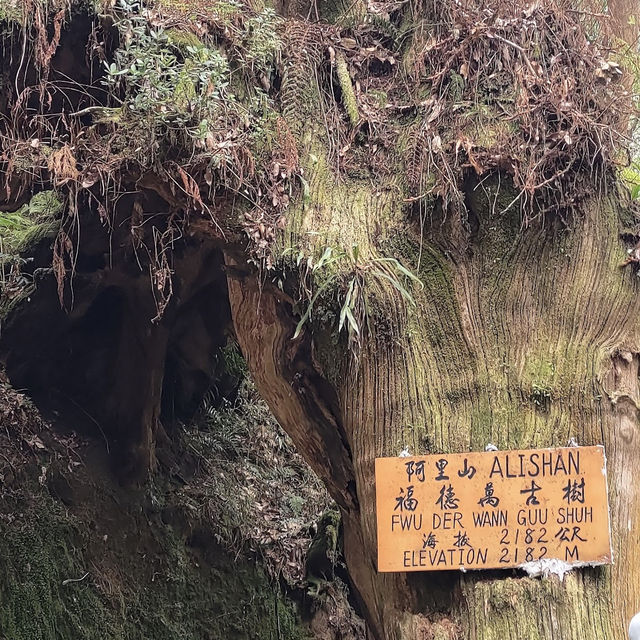 阿里山派出所步道 Alishan Police Station Trail 
