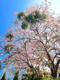 A TOUCH OF CHERRY BLOSSOM SIGHT YOU WON'T FORGET IN CHIANGMAI
