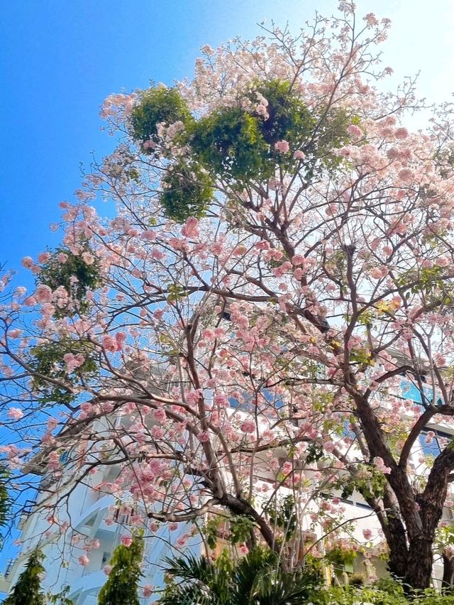 A TOUCH OF CHERRY BLOSSOM SIGHT YOU WON'T FORGET IN CHIANGMAI