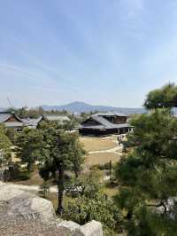 다양한 종류의 벚꽃🌸을 보고 싶다면 무조건 니조성 🏯 元離宮二条城